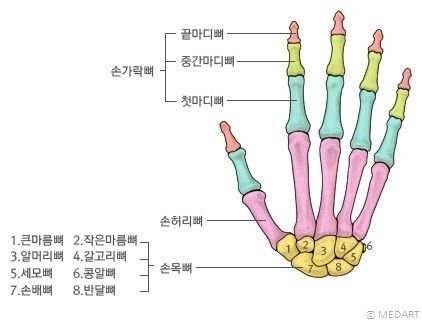 손뼈의 구성(손등 쪽에서 본 모습)